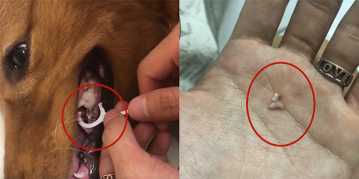 给狗拔牙视频金毛,金毛狗狗拔牙