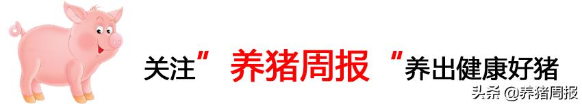 母猪生了猪仔咳嗽怎么办,养猪咳嗽