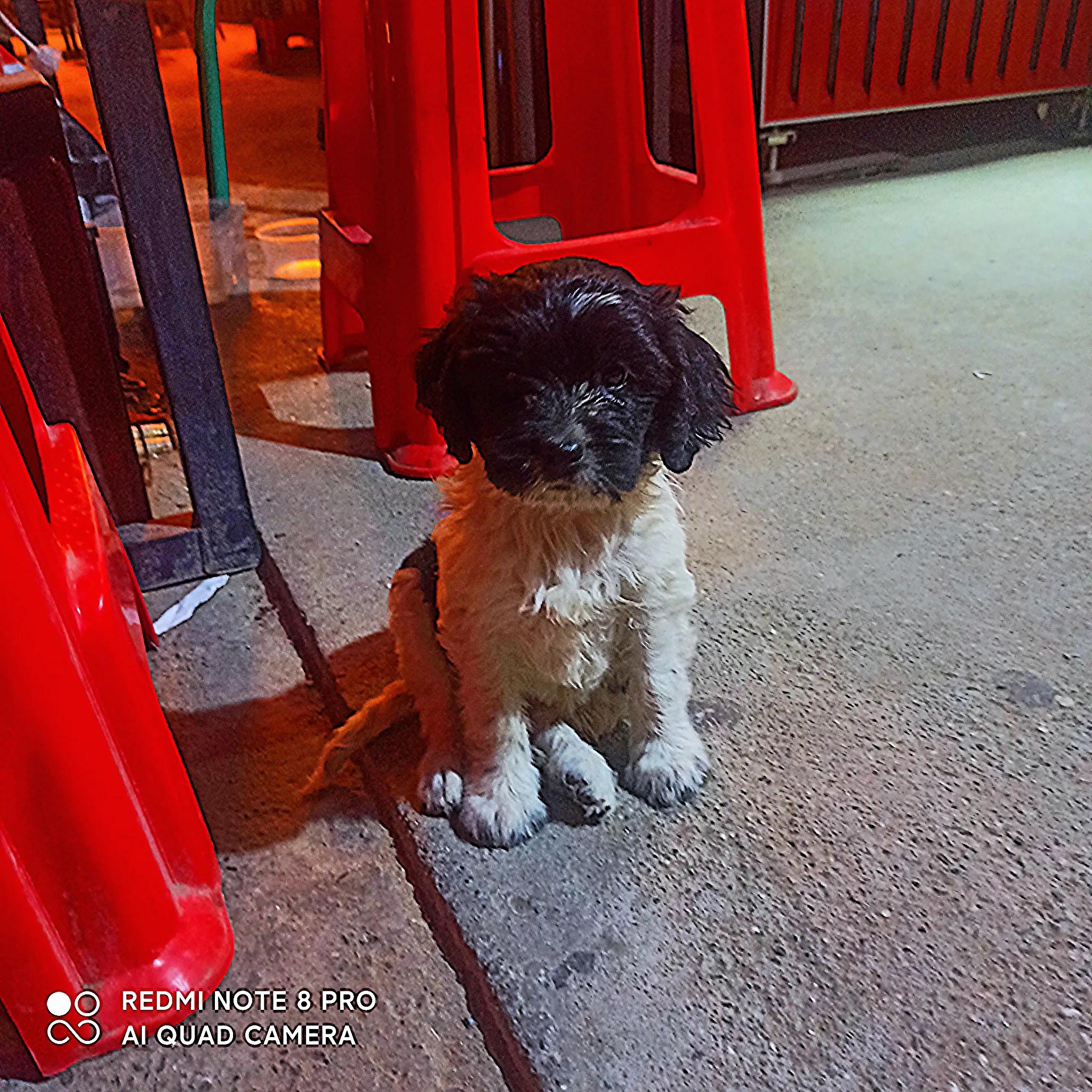 我的妈呀!2600块买来的史宾格,养了不到两周就丢了