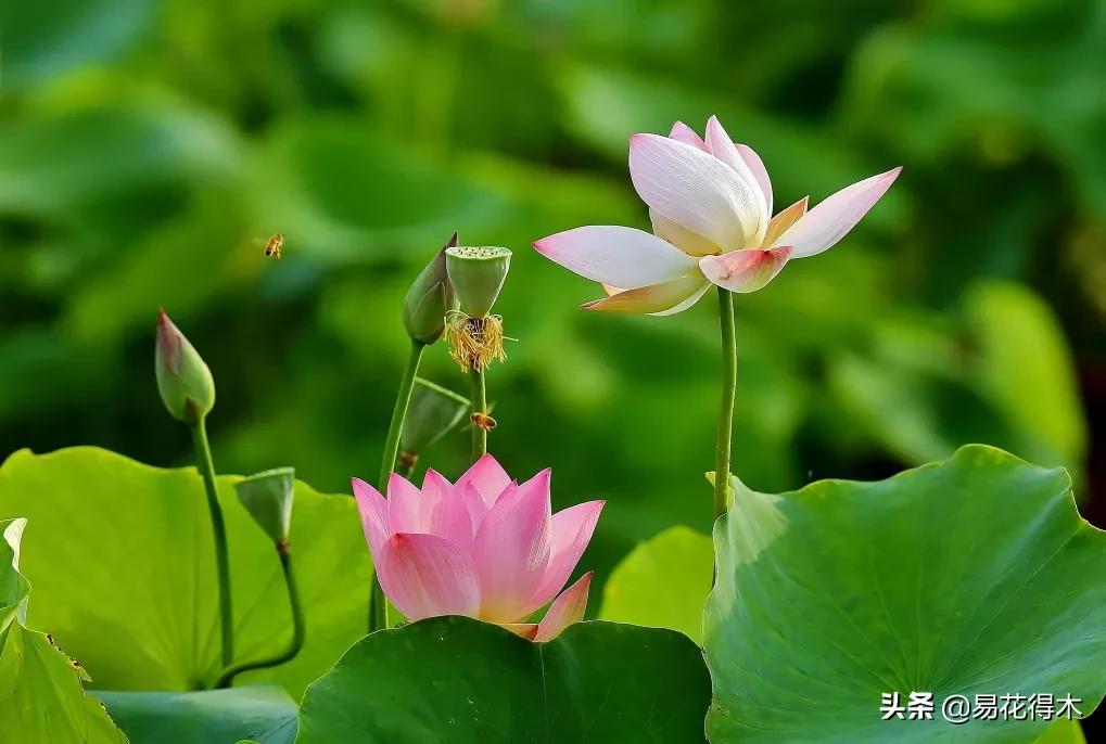 四季开花香味浓的观花植物,观叶型花卉有哪些花可以吃