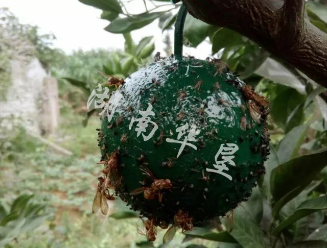 果树保花保果及病虫害防治用药,防治果树病虫害什么时候打药最好