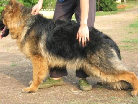 公狗不育,狗狗不育是什么原因引起的