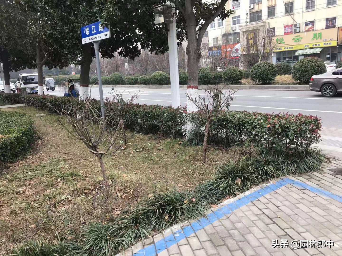 广玉兰主干枯死是什么原因,路边绿化树枯死怎么办