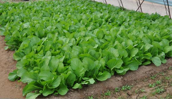 叶菜品类表,叶菜类一览表