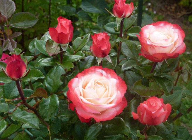 惠惠的红丝绒月季,惠惠月季