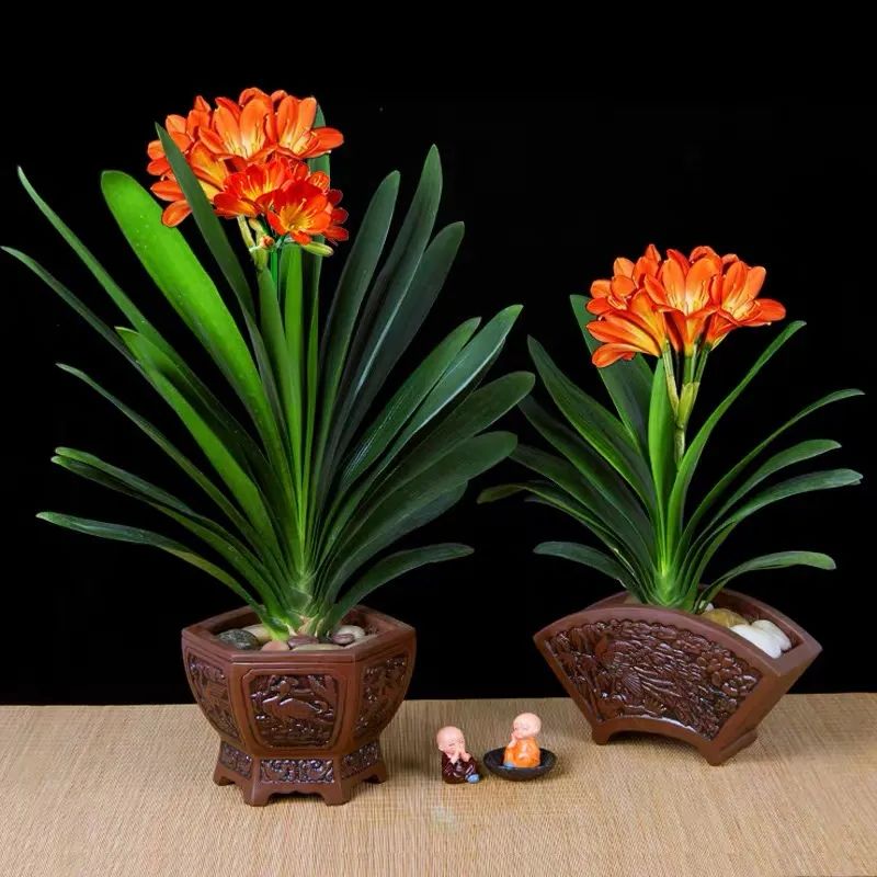 家养君子兰注意事项和养护,家中养君子兰的技巧分享