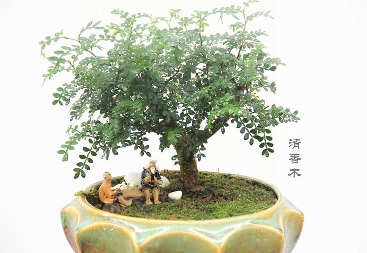 蚊子最讨厌的4种花家里养上一盆,蚊子最怕的四种花是哪四种