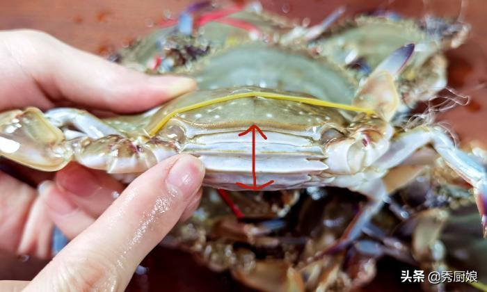 螃蟹肥不肥看哪里图片,怎么知道螃蟹肥不肥