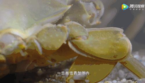 所有人都想请他来东莞拍「肉戏」