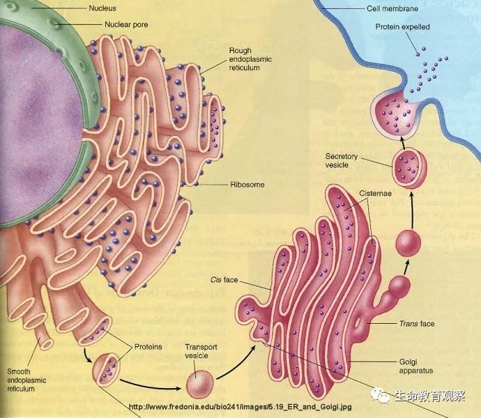 动植物细胞亚显微结构模式图片,动植物细胞的亚显微结构