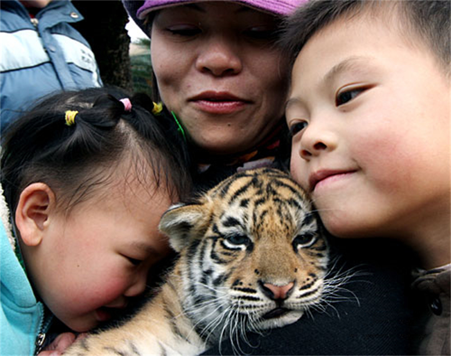 任何猫后颈被抓住猫都无法动弹吗,抓猫的后颈为什么猫不反抗