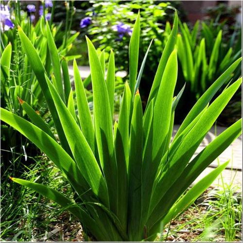 花艺插花常见花名有哪些,鲜花插花的技巧有哪些