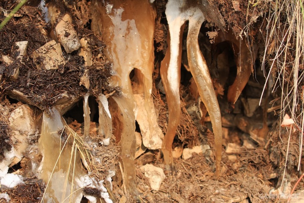 俄罗斯自然风景原始森林素材,俄罗斯自然风景原始森林