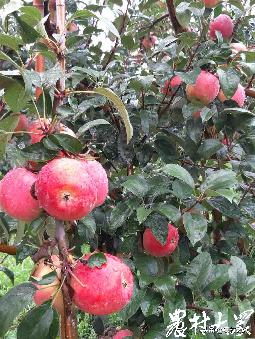 苹果新品种鲁丽,花10000买苹果最新款有必要吗