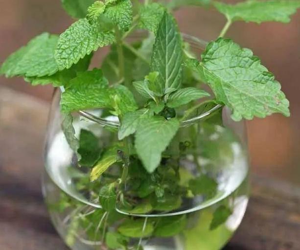 薄荷小盆栽养殖方法,可食用薄荷盆栽怎么养殖