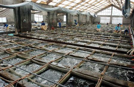 鲍鱼养殖如何赚钱,人工养殖鲍鱼