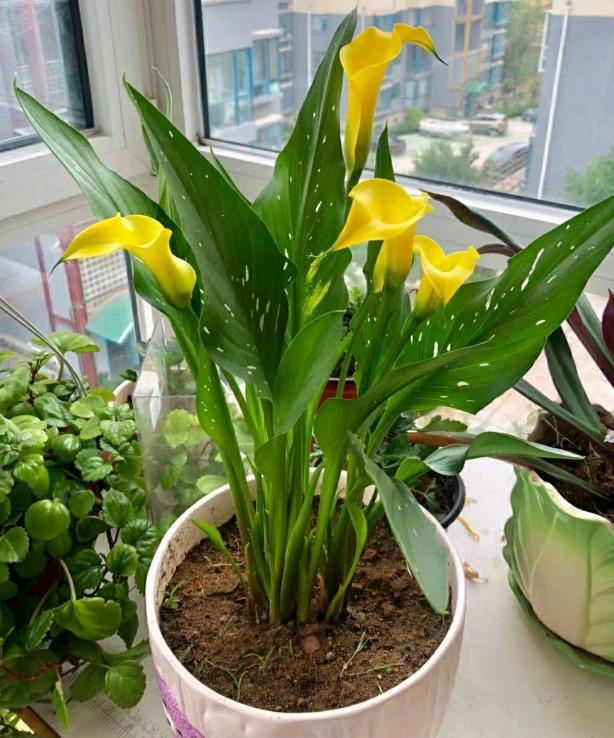 马蹄莲冬季养护,马蹄莲种球冬季栽种