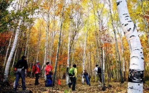 北京喇叭沟原始森林公园未解之谜,喇叭沟门原始森林最佳观赏区