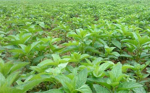 陌上薄荷沁野香,采叶为茶,串花叠韵