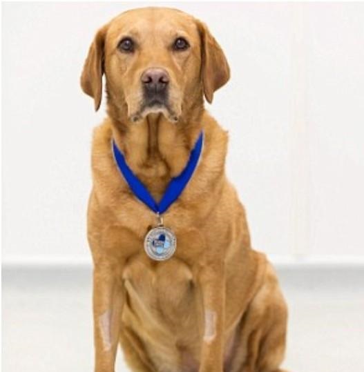 狗能闻出癌前病变吗,一般的狗能嗅出癌症吗