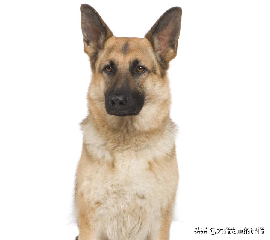 白色德牧和黑色德牧一样吗,全部颜色的德牧