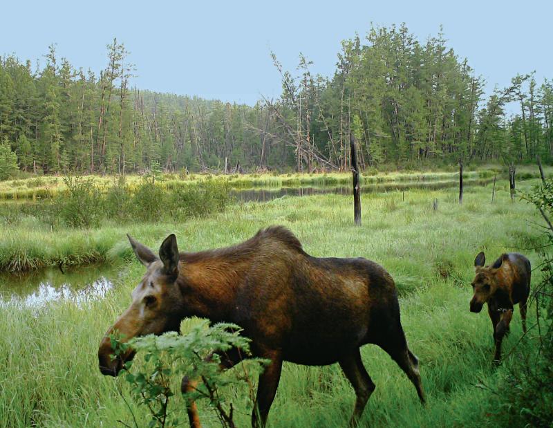 林草科普|驼鹿：典型泰加林居民