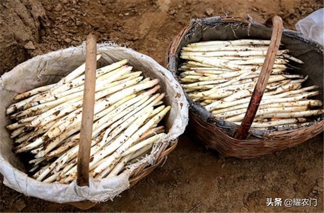 白芦笋的种植方法和时间,芦笋怎样种植比较好吃