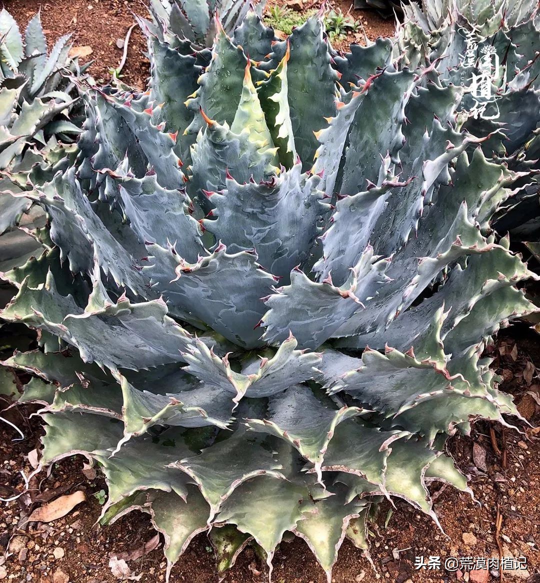 极品龙舌兰,精品龙舌兰欣赏