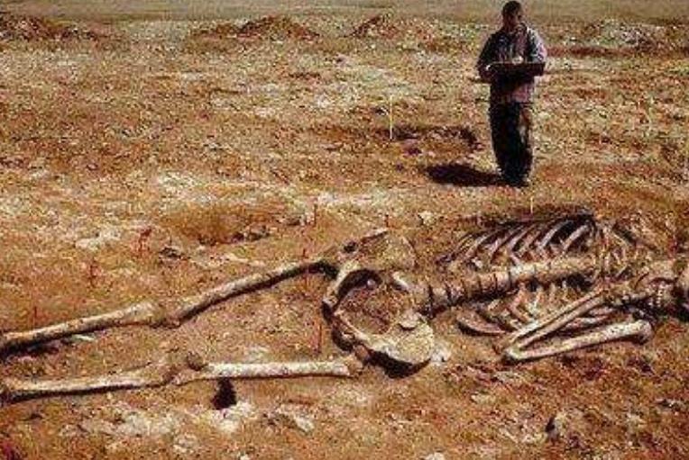 历史上真有巨人族吗,中国古代巨人史