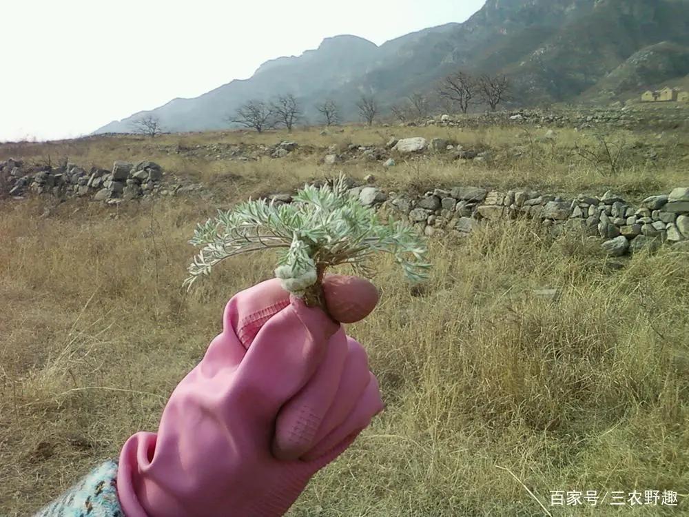长得酷似草，但是曾经过穷人一命，如果现如今价值连城？