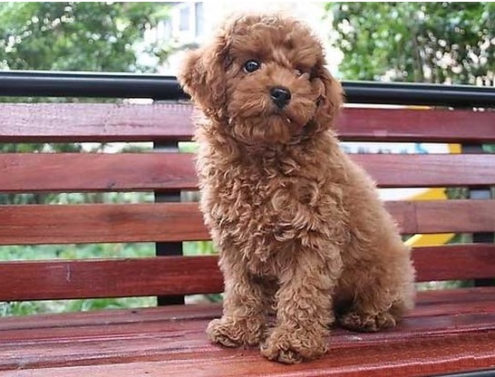 比熊和泰迪配出来的幼犬怎样挑选,如何挑选泰迪幼犬视频教程