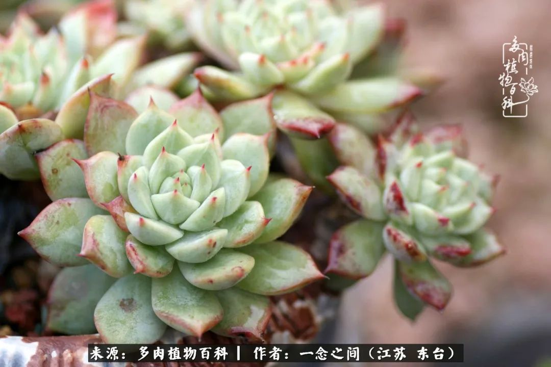 一见多肉误终生,一见多肉误终生从此入了养花坑