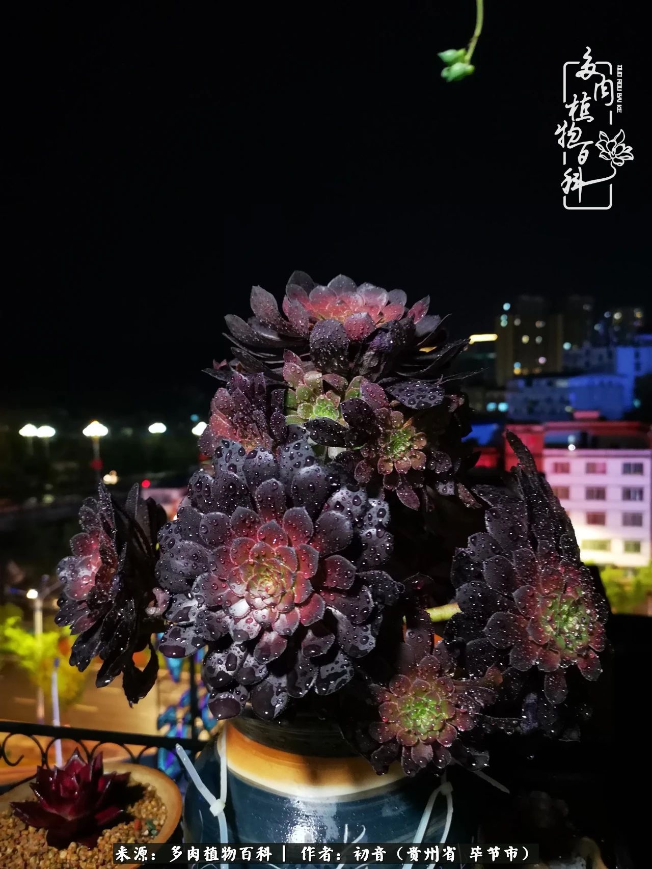 和多肉共度美好时光,与多肉一起成长