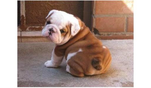 狗狗要定期挤肛门腺吗,到底有什么作用?了解下背后的秘密