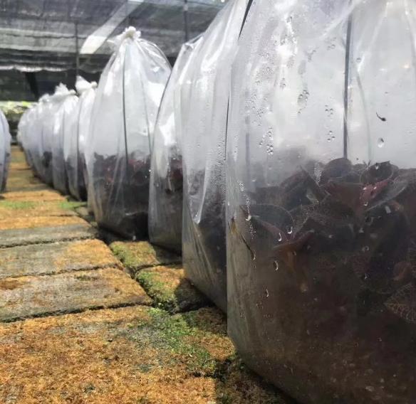 金线莲种植多长时间可采收,金线莲套袋种植病害防治