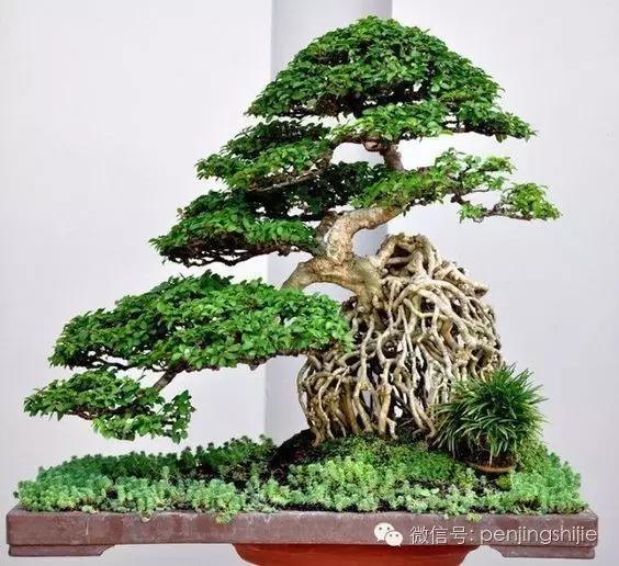 大师级老桩盆景欣赏,精美绝伦的老桩盆景