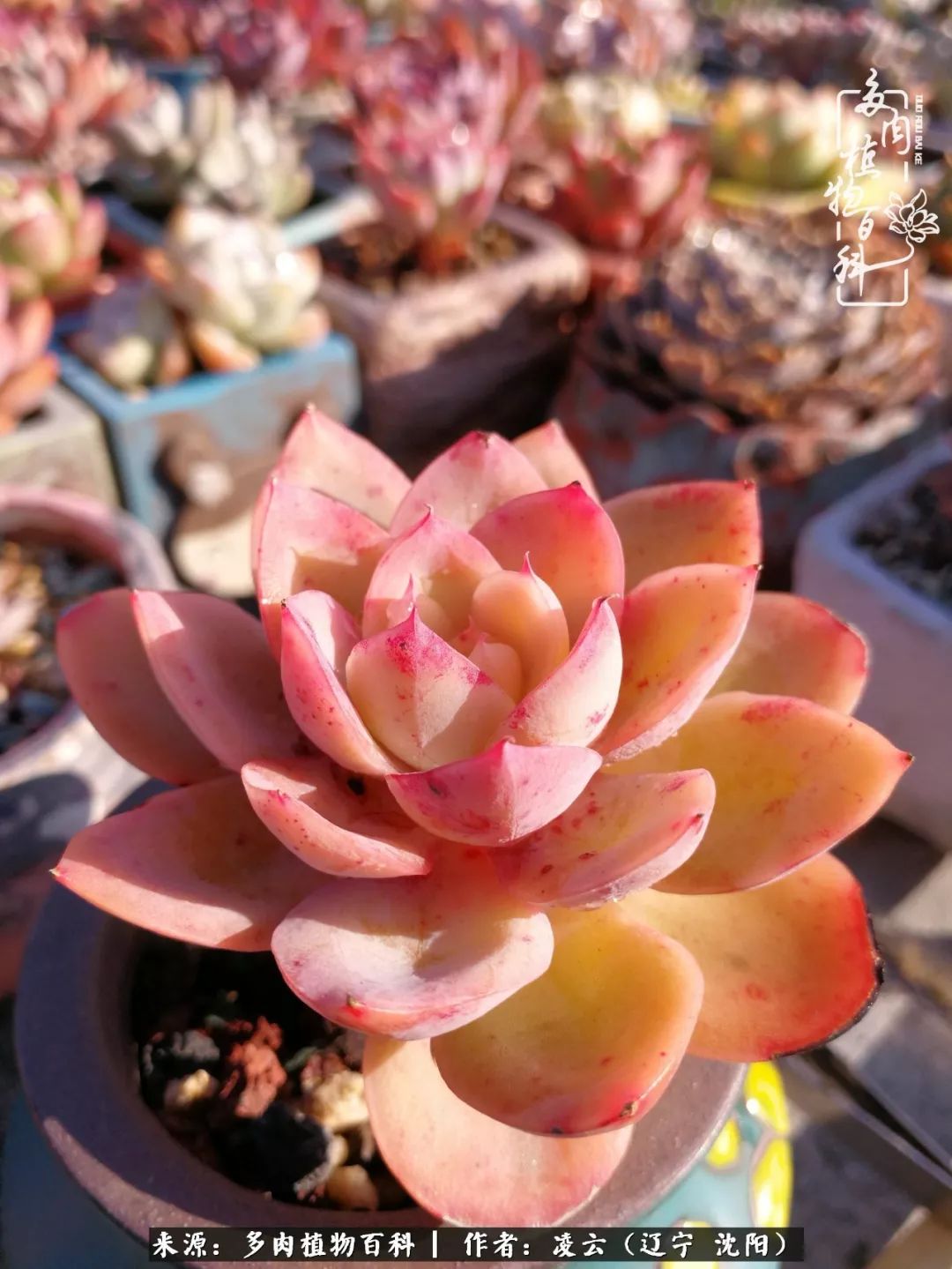 秋闲赏多肉，话育儿，亲生的自家娃，总有一刻让你怦然心动