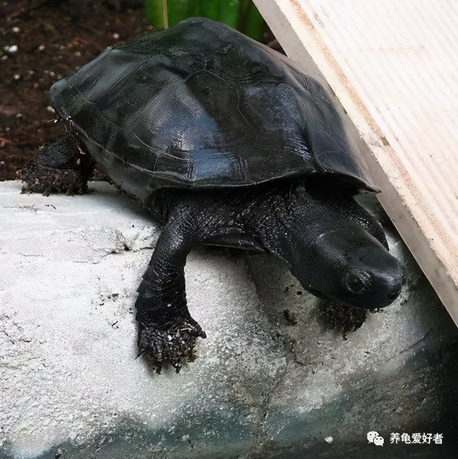 乌龟如果出现抑郁会产生什么反应,龟是会抑郁吗