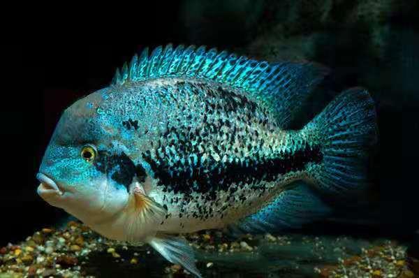 每次用药都要杀幼虫吗,硝化细菌要多久才有效