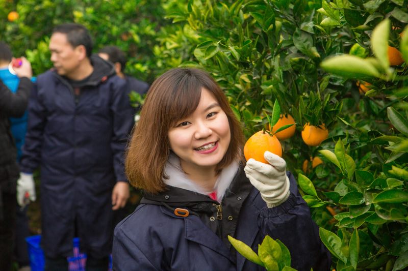 仙桃脆李变身致富果山橙时代助力谱写乡村振兴新乐章