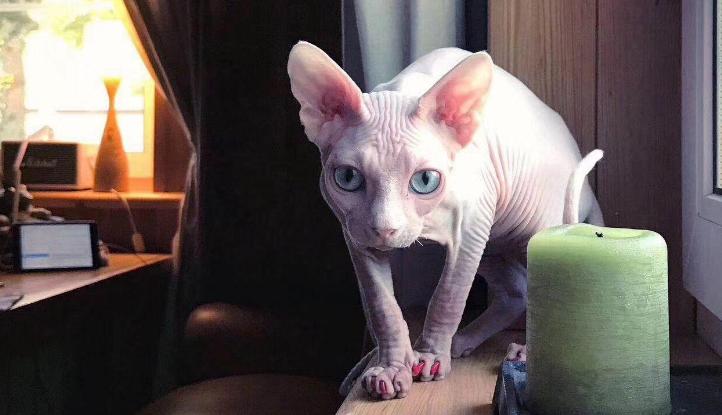 最便宜但是又最好的猫有几种,最贵的猫有哪几种