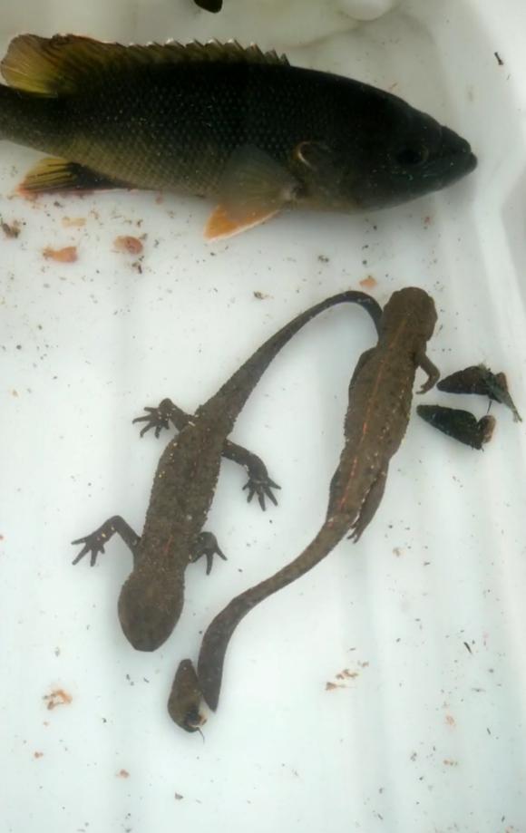 山洪冲出一窝娃娃鱼？江西钓友进山钓鱼，溪流里发现一群四脚兽