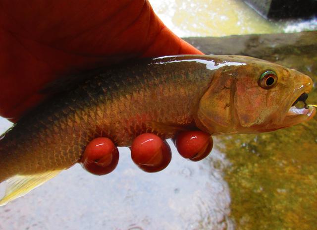 铅头钩和德州钓组哪种好,实战铅头钩最强绑法