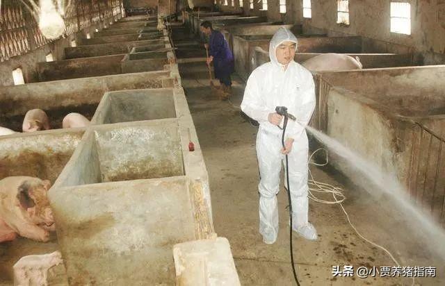 畜禽寄生虫怎么防治,养鸡绦虫防治