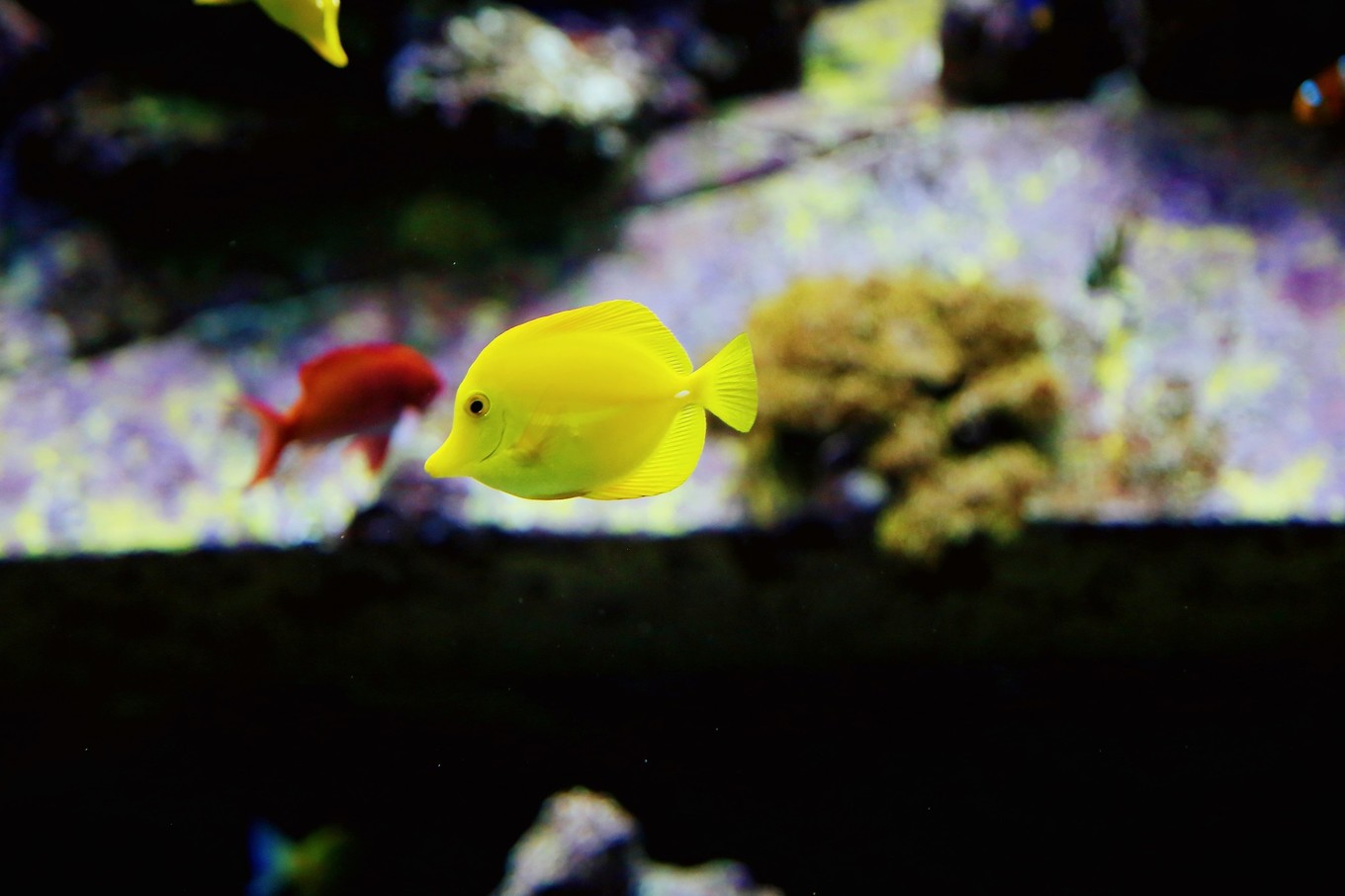 三亚自由行5天4晚亲子游攻略,寒假三亚5天4晚3人亲子游团购