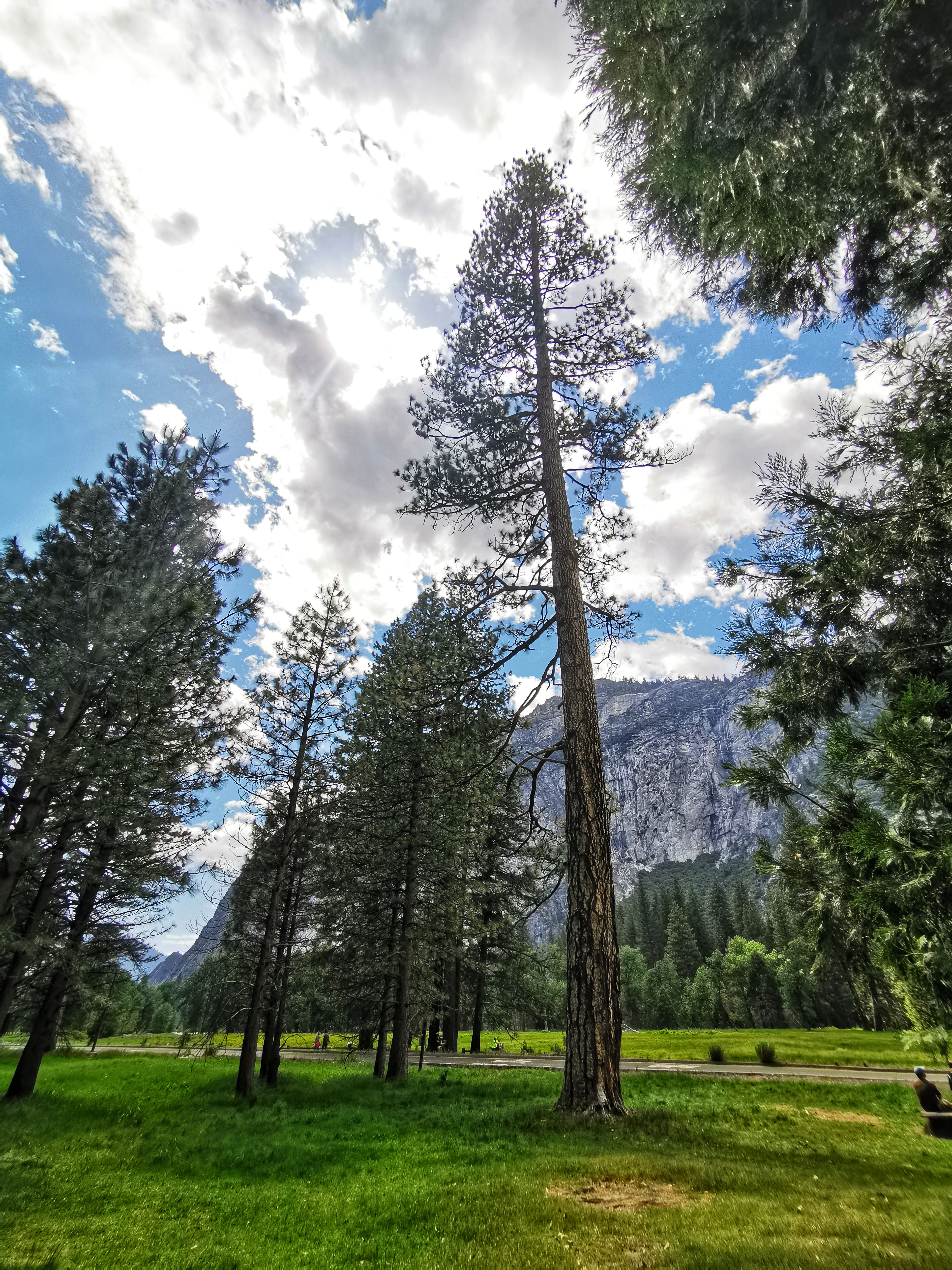 加利福尼亚优胜美地,美国旧金山优胜美地