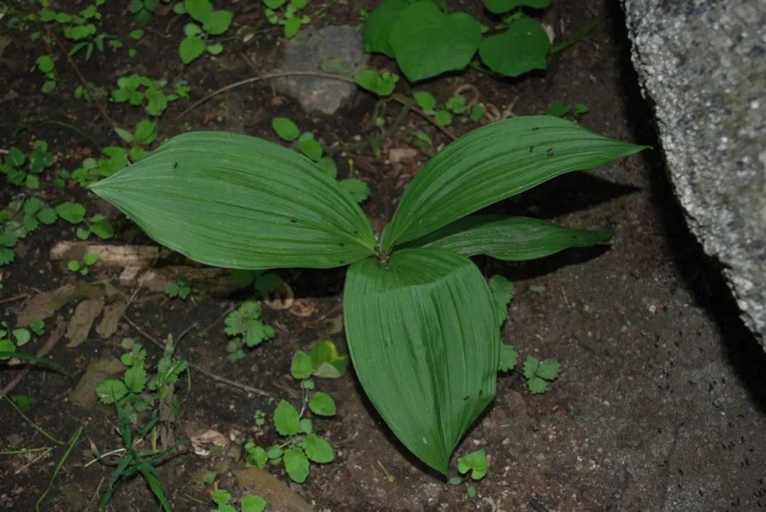 硬核整理!高清中药教材原植物彩*图色**谱(四期)