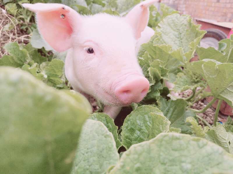 养猪常识及技巧大全,养猪宝典先进的养猪技术和方法