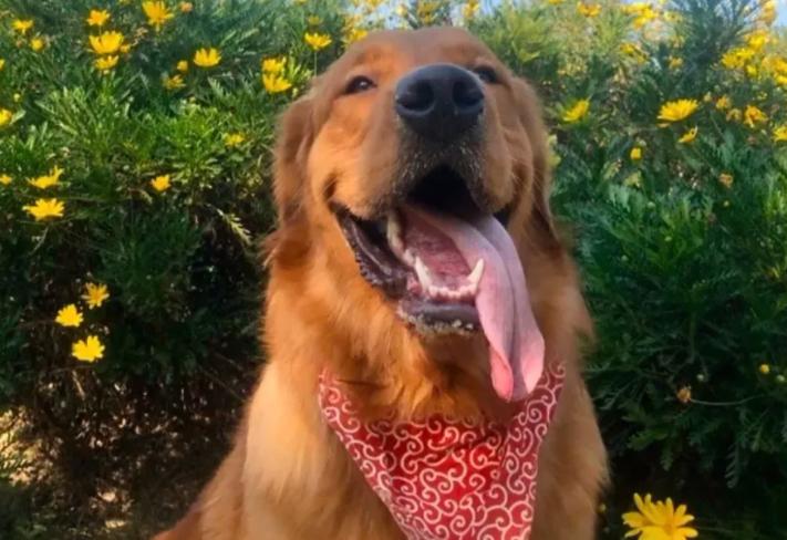 如何看待金毛siri致死托运事件,siri金毛托运事件背后的利益