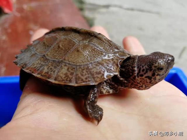 宠物龟如何晒太阳补钙最好,家庭宠龟冬季需要保暖吗